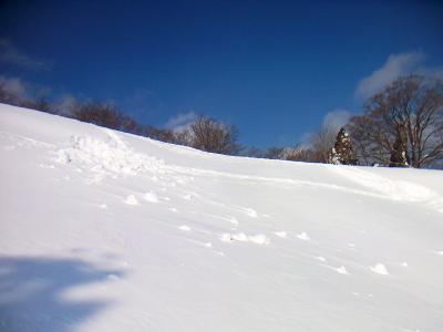 ここの登りが結構キツイというかスキー場を登ってるみたいな感覚だった
