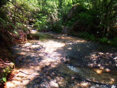 沢筋に入り、ほぼ沢を登っていく