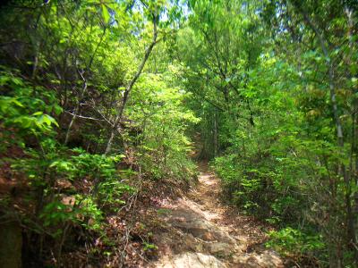 しばらくは踏み跡がある一本道を進んでいく