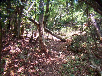 少々荒れた道が続くけど踏み跡はちゃんとあるので迷いはしない