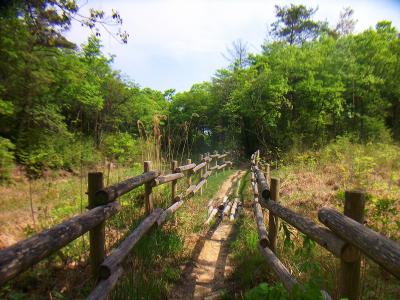 まっすぐ行くと丸山湿原なので西回りコースへ