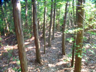 甚五郎山への道はあまり人が入ってないせいか少し荒れ気味