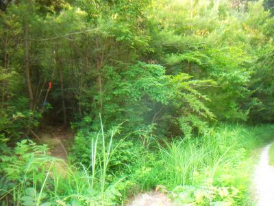 最後はこの林業道にでるので、ここを左へいくと香下寺上の為池で道が終わっている。そこから少し無理して堤防を降りて駐車場に戻る。すぐ右側が池になっている