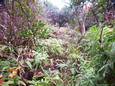 シダ植物が多くて踏み跡がわかりにくい