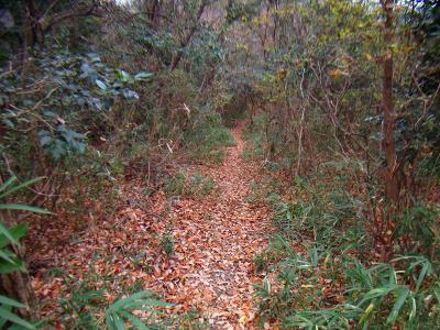 ひたすらなだらかな道が続く。紀泉アルプスの縦走路の道はいい感じやね