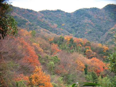 紅葉はすでに終わりかけてるけど、南側だからまだ残ってたんだね