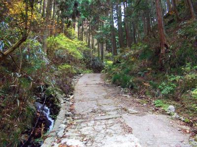 しばらく舗装された林道が続く