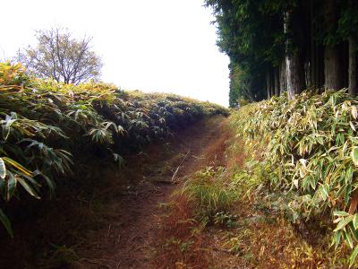 さっきの階段を登り切ったらこういう笹の道となる。三角点がこの付近にあるはずなんだけど見つからない