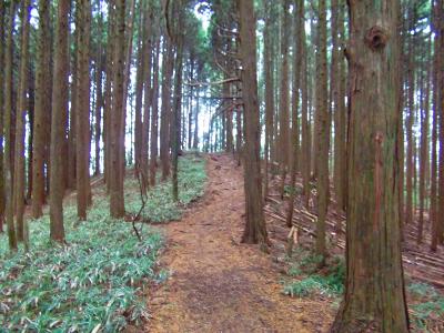 続いて高谷山を目指す。ここからはこういった植林帯のなだらかな道が続く