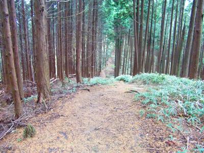 高谷山から千早峠に向かって下りが始まる