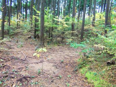 東條山へはどう登っていけばいいのかがわからない。下調べしていたけど記事ではよくわからなかった