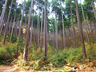 東條山を下りてダイトレに戻っていく。しかしこの付近は植林帯だな