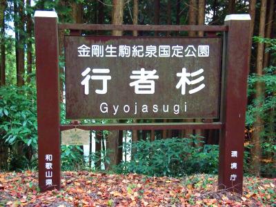 行者杉に到着。ここから和歌山県と書かれているけど県境を歩くことになるのかな