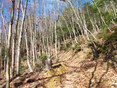 登山道をどんどん登っていくけどとびぬけた急登がないので楽かも