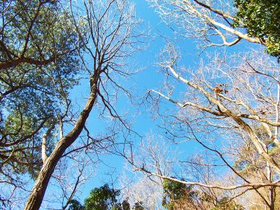 山頂付近になると空が真っ青になるんだけど、まだ少し薄い青だね