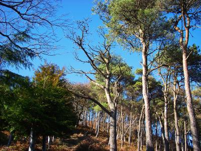 一旦下った後、反射板へ登る道。ここが短い距離ながらも急登でキツイ。ここを登りきるとあとは楽になる