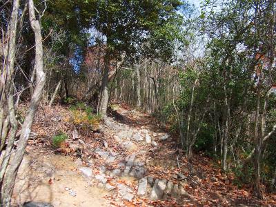 登山道は基本的に整備されていて歩きやすい