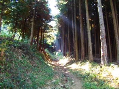 こういうなだらかな登山道からはじまる