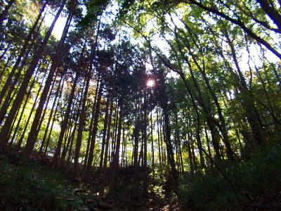 森の中って感じの雰囲気。植林地帯っぽいけどね
