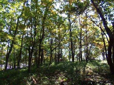 展望もなにもない山とは知っていたけど、本当に森林の中という感じ