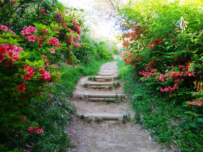 ツツジに囲まれながら階段を登る。そういえばツツジの時期だっけ