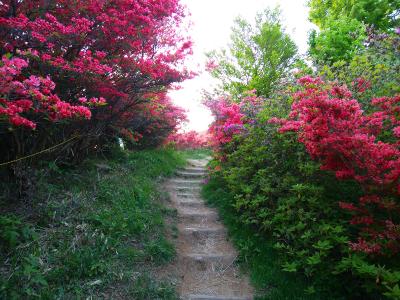 ここからはツツジ園に入って登っていく