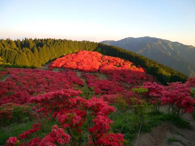ツツジ真っ盛りの時期なのか真っ赤に染まっていた。見所だけどこんな時間に人はいないよね