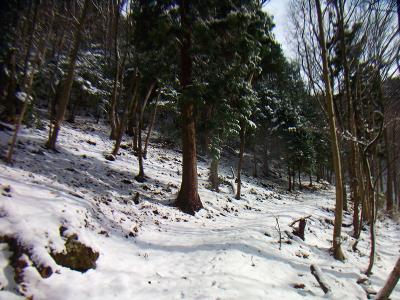 踏み跡に積もった雪道って感じだけど、1.4kmほどだけど結構長い登りな気がした