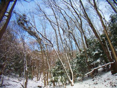 霧氷を期待したけどとけたのか木に雪がついてるだけって感じだった