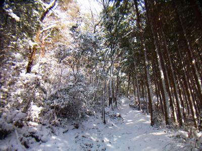 少し雪の量が増えてきた。周りの木に雪がこびりついている
