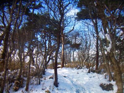 青空がでてきた。でも霧氷は全く期待できない。もう雪がとけはじめてるのね