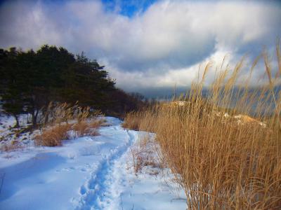 ススキの地帯に出た。曇ったり晴れたり微妙な天気