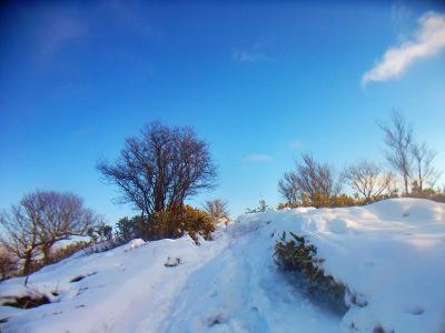 これで霧氷でもあれば最高なんだけど、寒波からもう数日たってるから仕方ないか。まあ大阪の山でそこまで期待したらダメだね