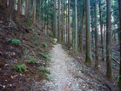 しばらくは植林地帯のなだらかな登りが続く