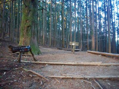 大杉の広場に到着。確かにここから武甲山まで60分くらいかな。大杉といってもそこまで巨木というわけでもなかった