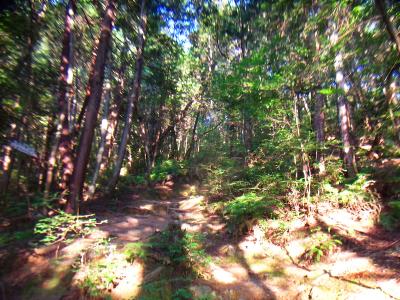 妙見堂跡から結構な急斜面の登りが続く