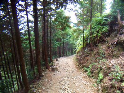 キツイ下りの始まり。3kmって結構長いのよね