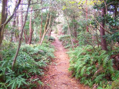 この付近はシダ系植物に囲まれた道が続く