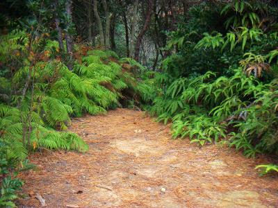 まるでジャングルみたいなところがあったので撮影しておいた