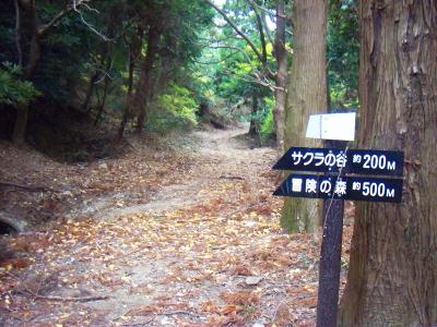 サクラの谷はあと200m。すぐだね