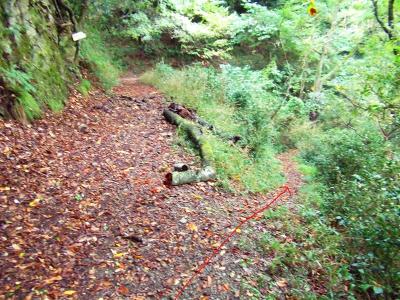 ここが注意ポイント。西コースと東コースの分岐点、右側細い下りが西コースで、そこを下っていく