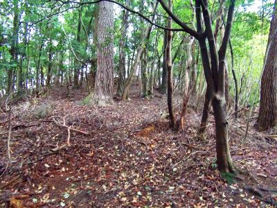 尾根を登っていく