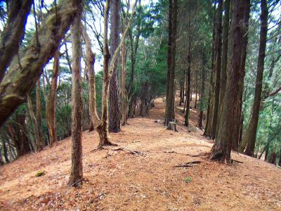 長谷山まで尾根を歩いていく