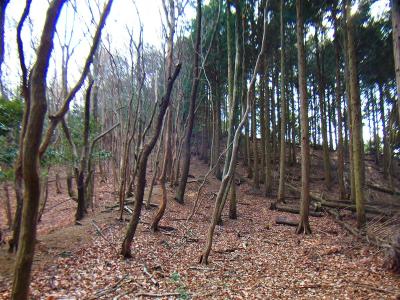 長谷山ピークへの登り。軽い登りだけどね