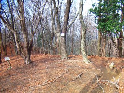 ここが鉢伏山の山頂になるけど樹林に囲まれて何もない