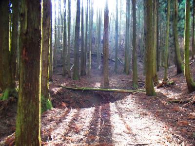 谷といえばいいのか、下りきった場所。植林地帯になってるのかな！？