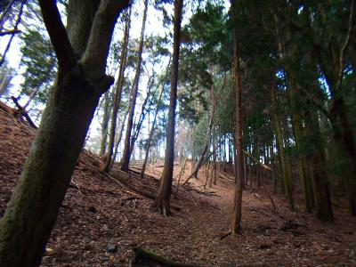 また下りきってから登りが始まる。尾根の手前が少し急登だったかも