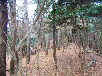 尾根は道なき道のような道が続く。この時期は落ち葉とかで踏み跡が埋まってるんだよね。でも尾根さえはずさなければ迷うことはない