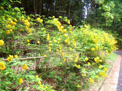 第四駐車場から林道を戻っていく。花が咲いてるけど何の花かわからないや