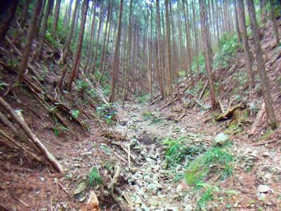 沢筋をひたすら登っていくのだが整備されてないのか荒れ気味